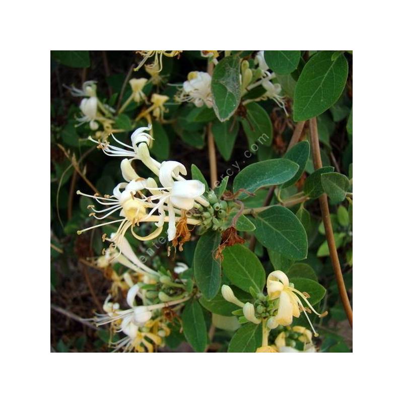 Lonicera biflora - Chèvrefeuille à deux fleurs