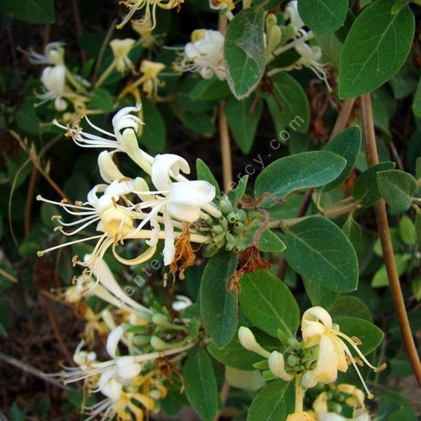 Lonicera biflora - Chèvrefeuille à deux fleurs