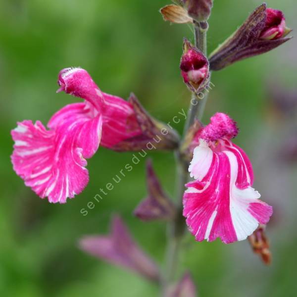 Salvia 'Cassandra' - Sauge arbustive rose tigrée de blanc Salvia 'Cassandra' - Sauge arbustive rose tigrée de blanc