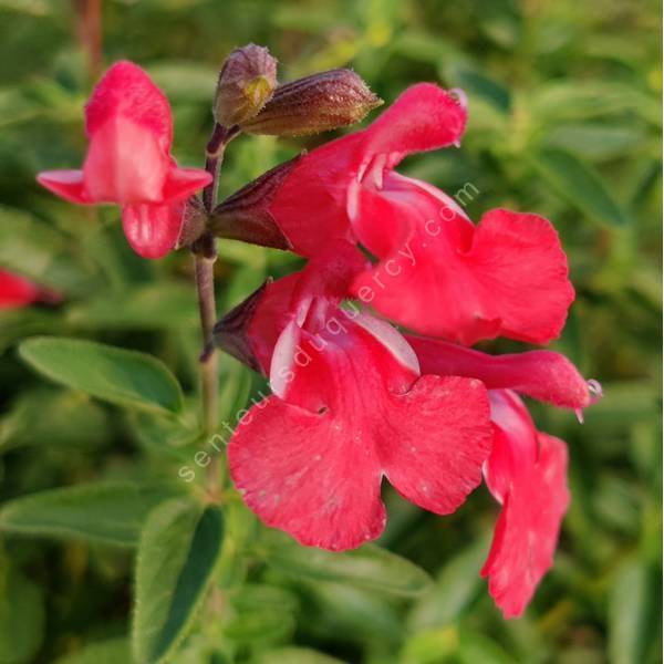 Salvia 'Kentish Pink' - Sauge arbustive rose bordée de blanc