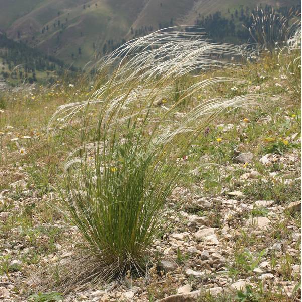 Stipa barbata - Stipe plumeuse