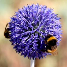 Echinops ritro 'Veitch's Blue' - Chardon boule bleu soutenu