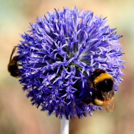 Echinops ritro 'Veitch's Blue' - Chardon boule bleu soutenu