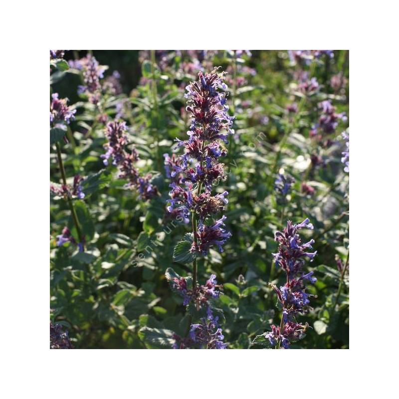 Nepeta x faassenii 'Superba' - Menthe des Chats