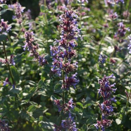 Nepeta x faassenii 'Superba' - Menthe des Chats