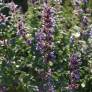 Nepeta x faassenii 'Superba' - Menthe des Chats