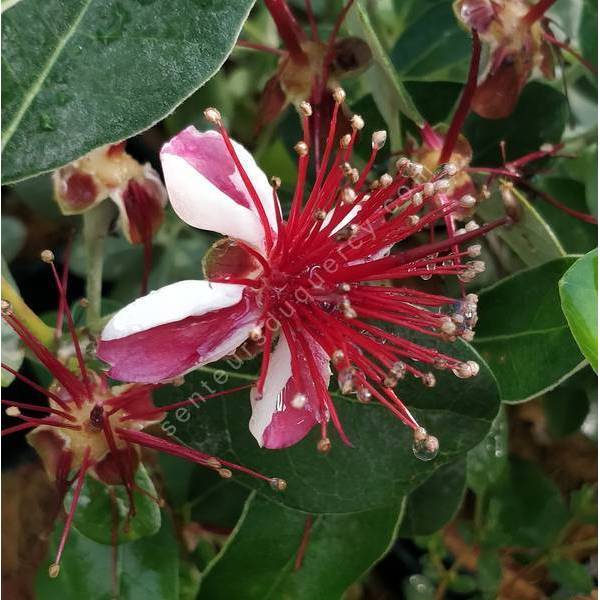 Acca sellowiana 'Coolidge' - Feijoa, Goyave d'Argentine Acca sellowiana 'Coolidge' - Feijoa, Goyave d'Argentine