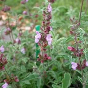 Salvia pinnata -Sauge à feuilles pennées