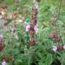 Salvia pinnata -Sauge à feuilles pennées