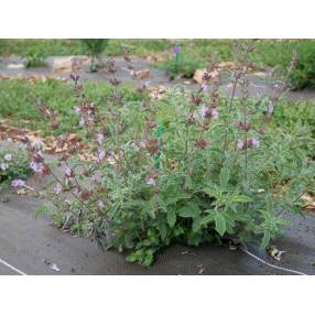 Salvia pinnata -Sauge à feuilles pennées