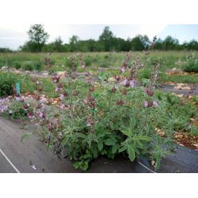 Salvia pinnata -Sauge à feuilles pennées