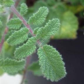 Salvia pinnata -Sauge à feuilles pennées