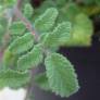 Salvia pinnata -Sauge à feuilles pennées