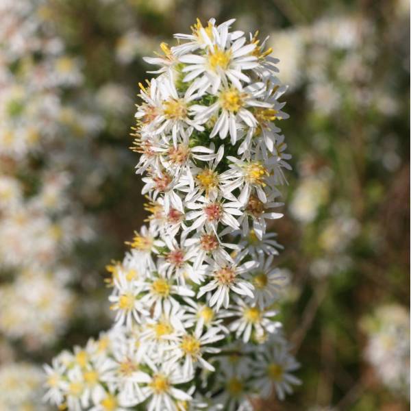 Aster ericoides