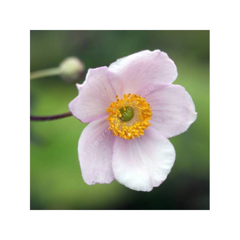 Anémone du Japon - Anemone hupehensis - plante vivace d'ombre sèche