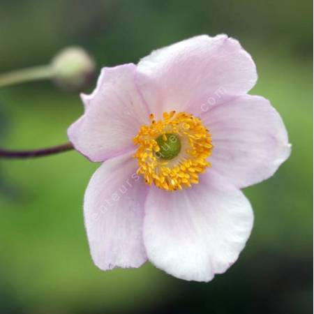 Anemone hupehensis - Anémone du Japon