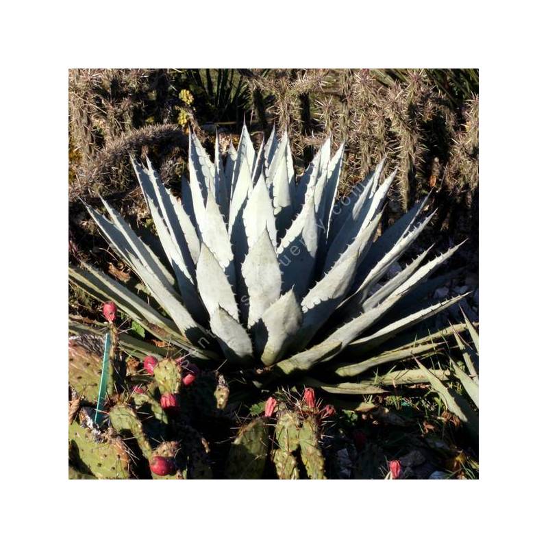 Agave parryi var. couesii - Agave de Parry