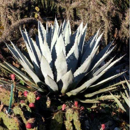 Agave parryi var. couesii - Agave de Parry