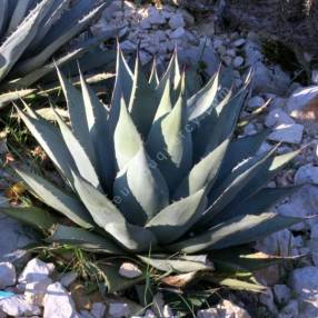 Agave parryi - Agave de Parry