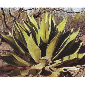 Agave salmiana var ferox | Agave féroce