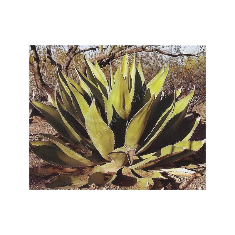 Agave salmiana var ferox | Agave féroce