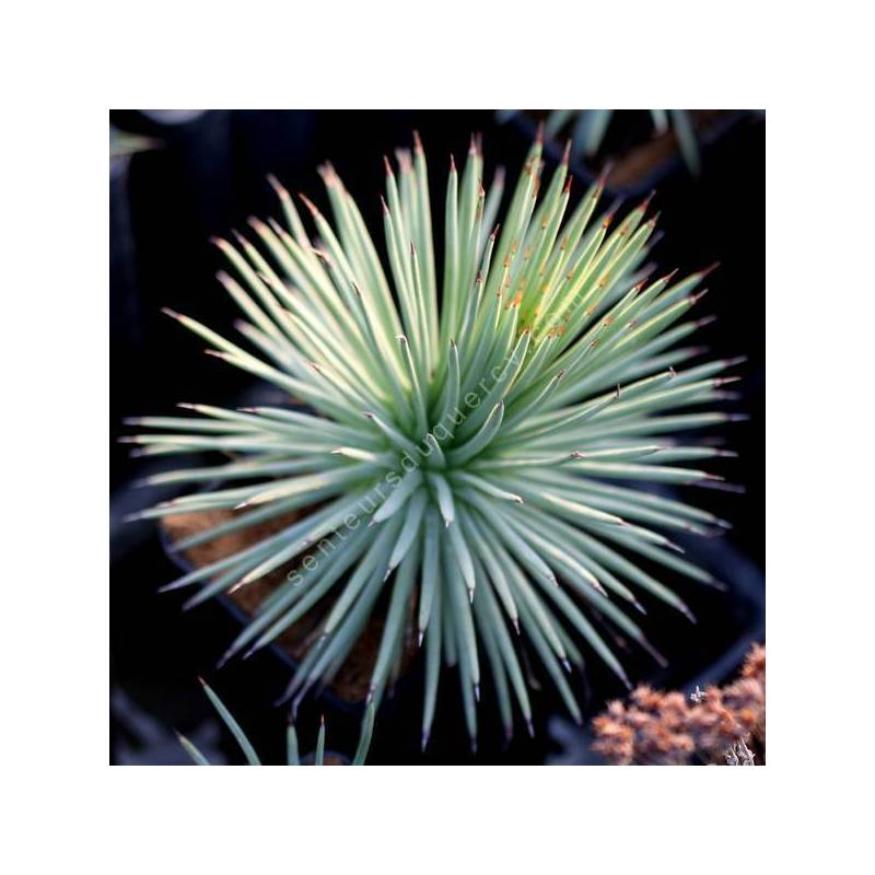 Agave stricta - Agave hérisson