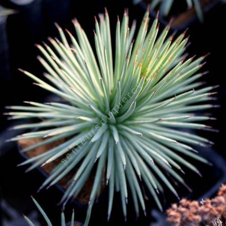 Agave stricta - Agave hérisson
