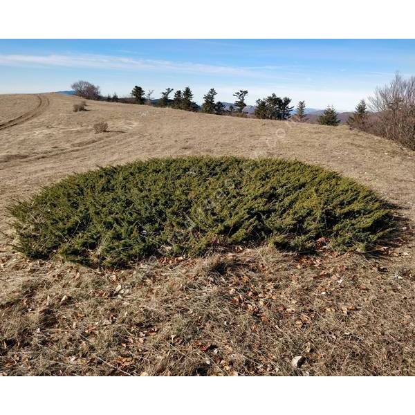 Juniperus communis 'Rependa' - Genévrier commun rampant