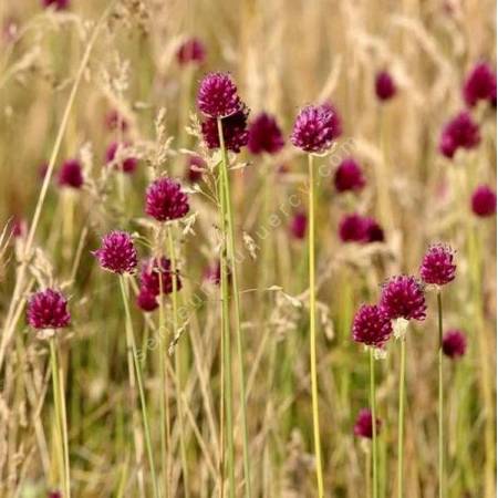 Allium sphaerocephalon - Ail à tête ronde