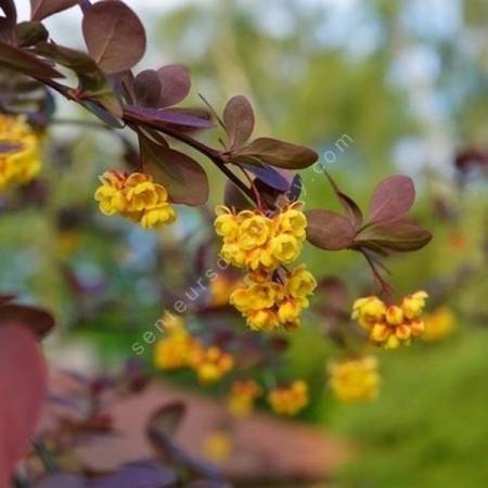 Berberis x ottawensis 'Superba' - Epine-vinette pourpre