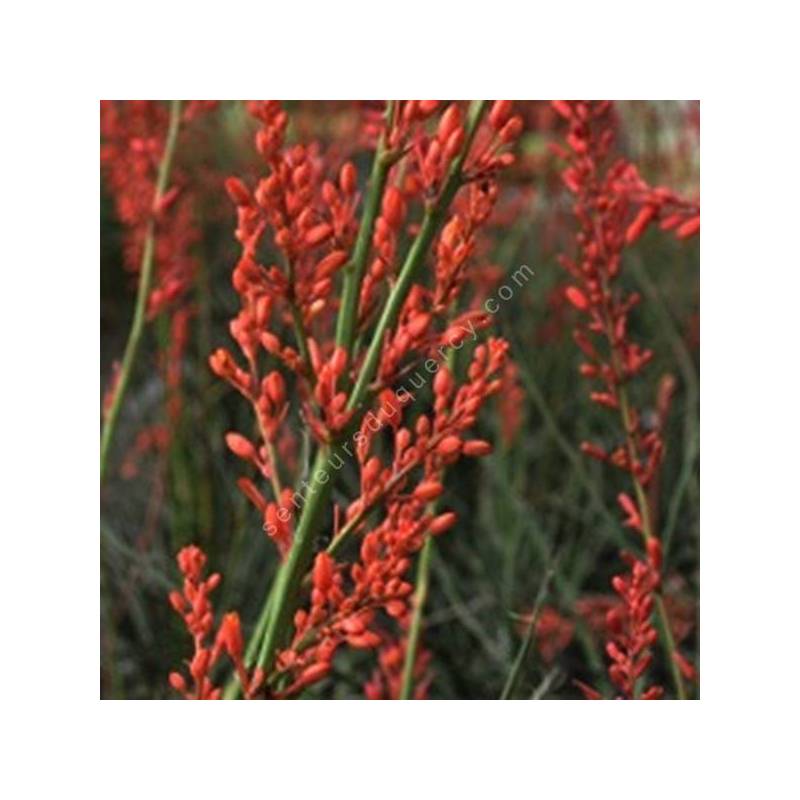 Hesperaloe Parviflora (Yucca Rouge) - Plante En Pot 3-4 Litres - Feuilles Persistantes, Floraison Estivale Rouge