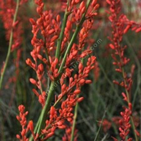 Hesperaloe parviflora - Yucca rouge