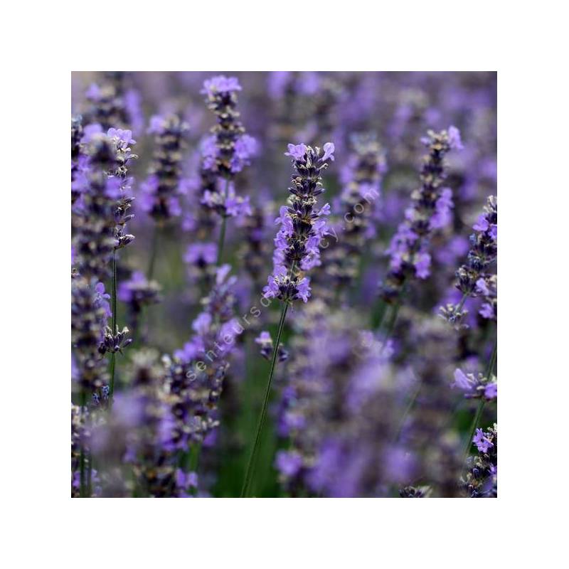 Lavandula angustifolia 'Folgate' - Vraie Lavande