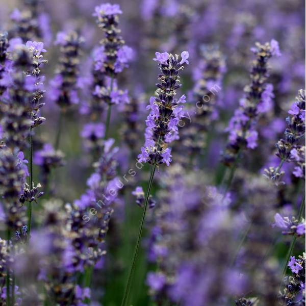 Lavandula angustifolia 'Folgate' - Vraie Lavande