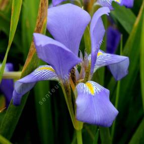 Iris lazica