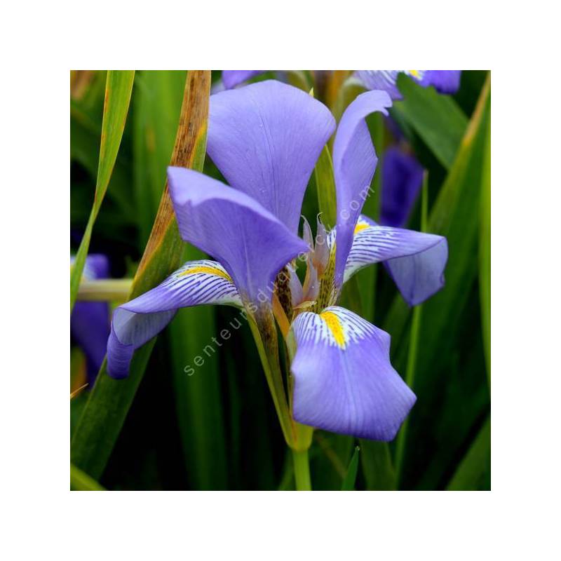 Iris lazica