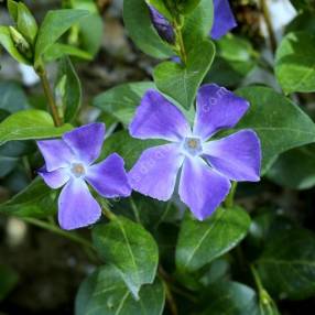 Vinca major - Grande pervenche - vente de vivace pour jardin sec