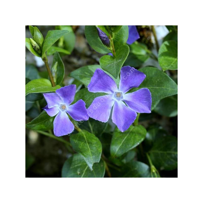 Vinca major - Grande pervenche