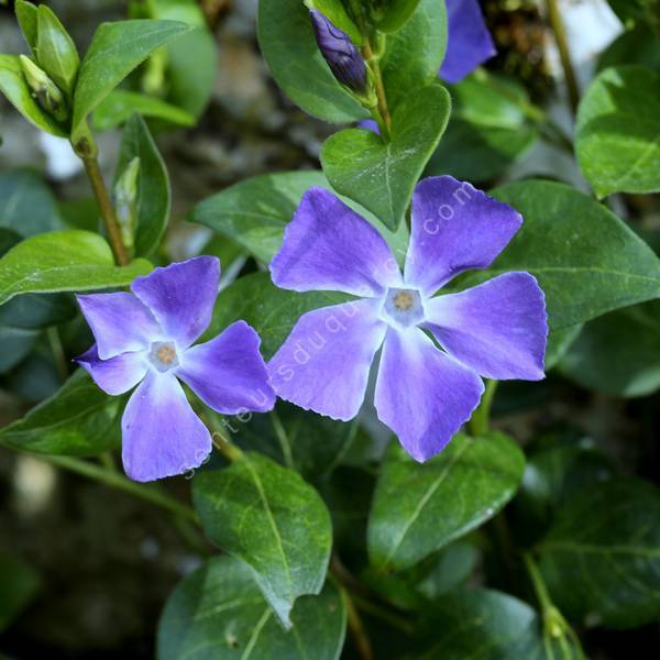 Vinca major - Grande pervenche