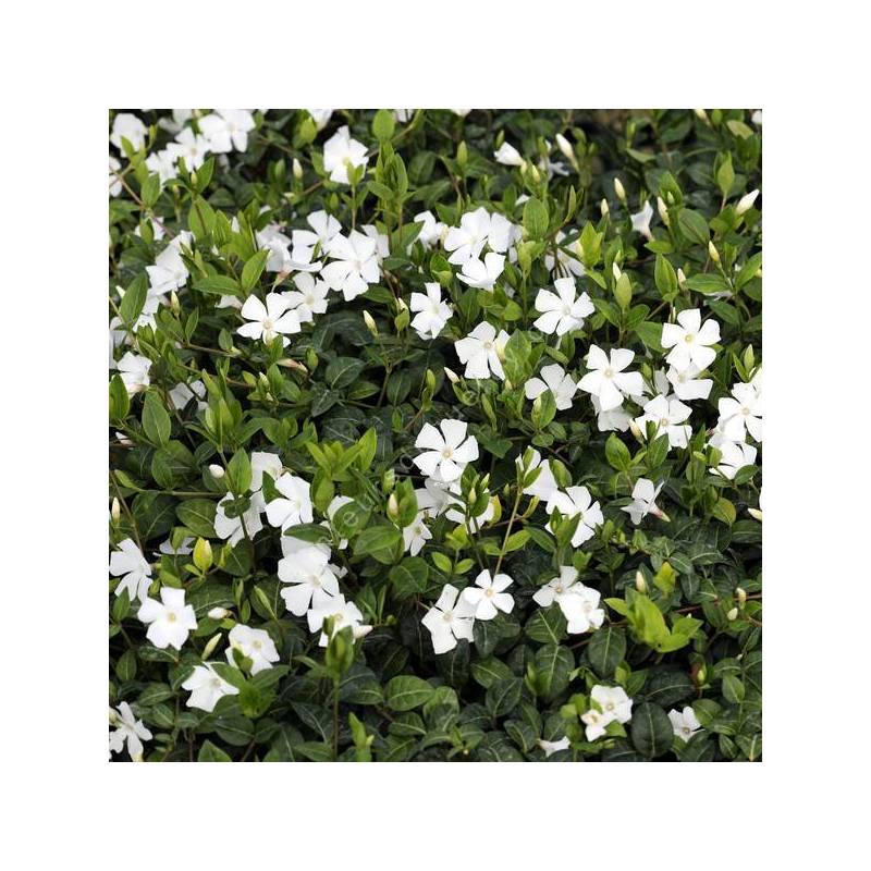 Vinca minor 'Alba' - Petite pervenche blanche