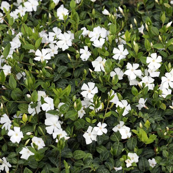 Petite pervenche blanche - Vinca minor 'Alba' - Vivace d'ombre sèche