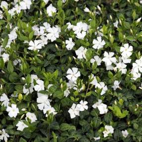 Vinca minor 'Alba' - Petite pervenche blanche