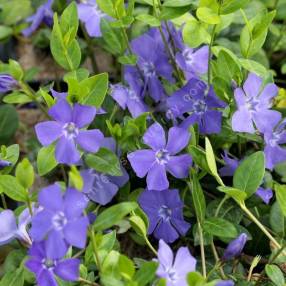 Vinca minor 'La Grave' - Petite pervenche bleue