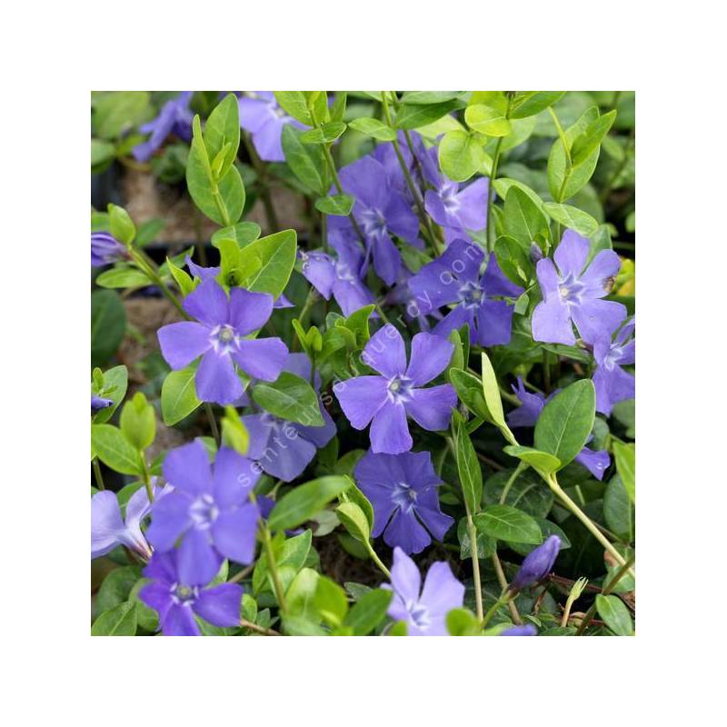 Vinca minor 'La Grave' - Petite pervenche bleue