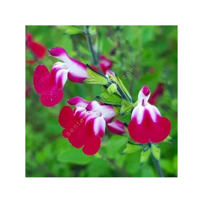 Salvia 'Cherry Lips' - Sauge arbustive blanche et cerise