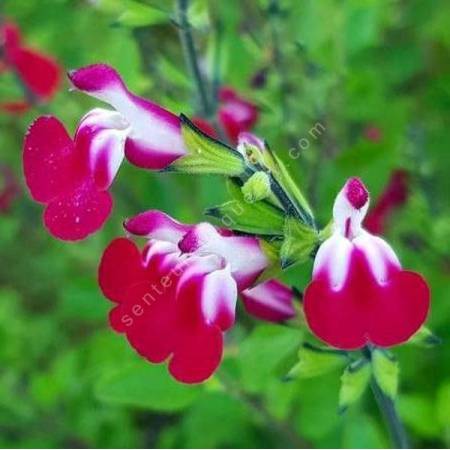 Salvia 'Cherry Lips' - Sauge arbustive blanche et cerise