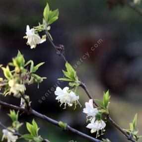 Lonicera fragrantissima - Chèvrefeuille odorant