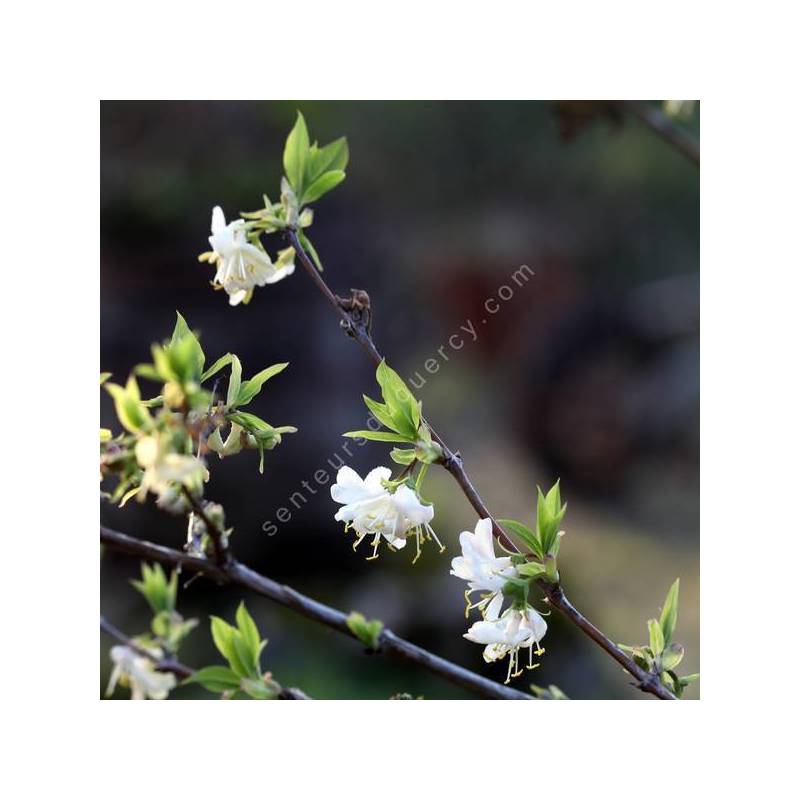 Lonicera fragrantissima - Chèvrefeuille odorant