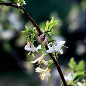 Lonicera fragrantissima - Chèvrefeuille odorant