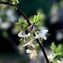 Lonicera fragrantissima - Chèvrefeuille odorant